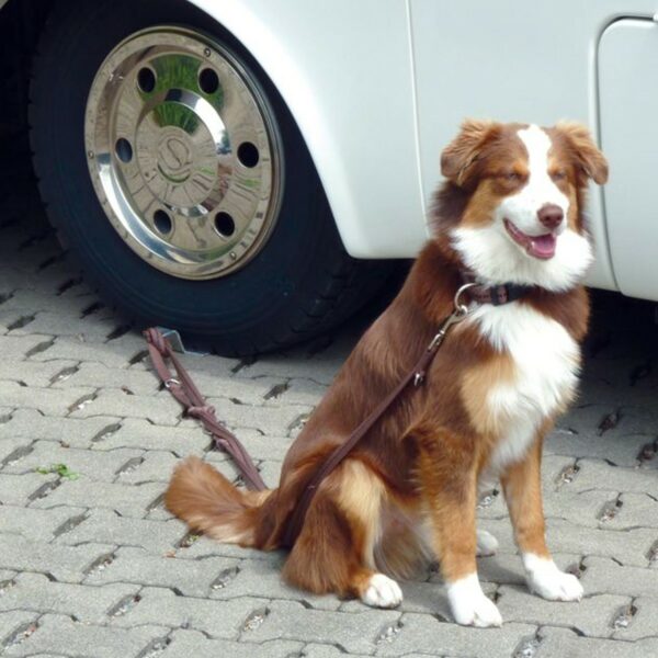 LINNEPE Hundesitter - Sicherheitsplatte für Hunde, Fahrräder, Möbel...